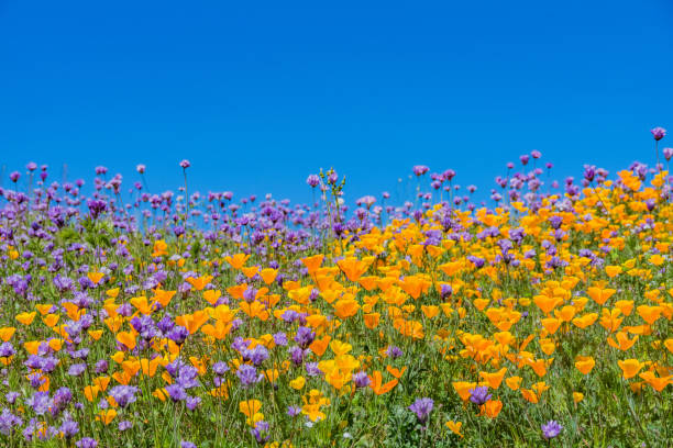 springtime california golden poppies; close-up;  antelope valley, ca - poppy purple flower close up imagens e fotografias de stock