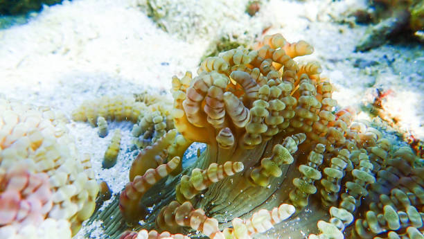 istock Beautiful coral reef in underwater 923536732