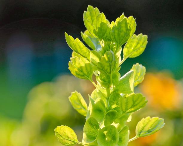Closeup of a beautiful multi colored light green wildflower in bright sunlight