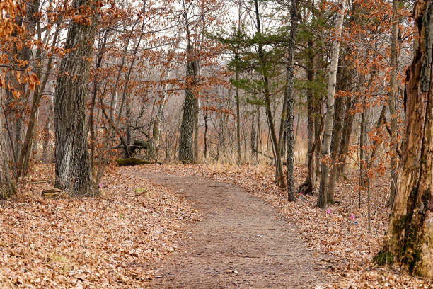 istock Walking Trail in the Woods in Autumn 923536850