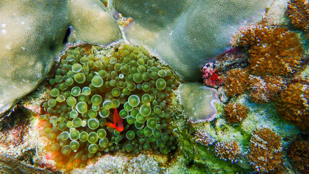 istock Beautiful coral reef in underwater 923536974