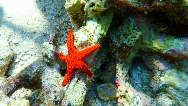 istock Red starfish lying on coral in underwater 923537002