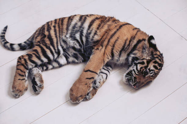 istock A small tiger sleeps on a white wooden floor. 923540236