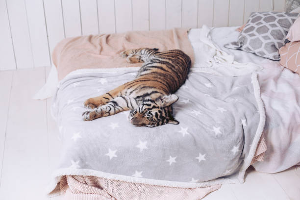 The tiger rests on the bed. Beautiful linens.