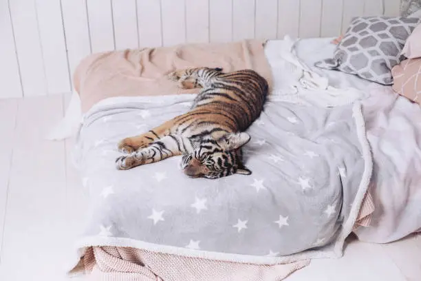 Photo of The tiger rests on the bed. Beautiful linens.