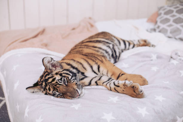 istock A small tiger lies on the beautiful bedding on the bed. 923540248
