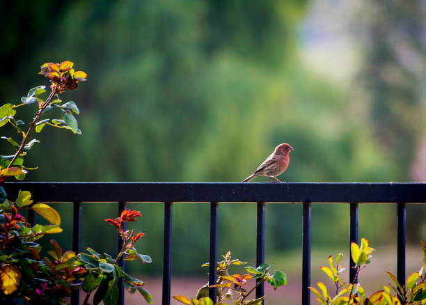 red finch on wrought iron fence with green trees blurred in background