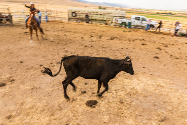 Farmers working as a team to rope and throw cattle for branding