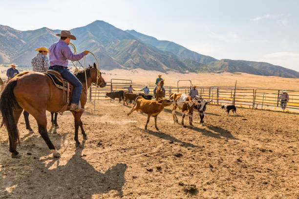 istock Farmers Roping Cattle for Branding 923543280