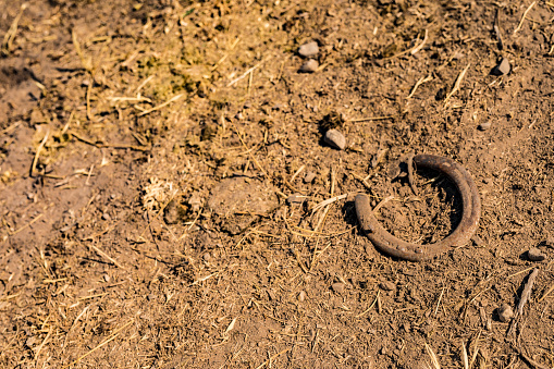 Old horse shoe laying in the dirt