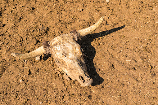 Bull Skull in the Dirt of a Drought