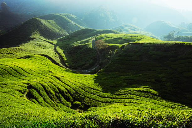 istock Tea plantation in the morning 923547172