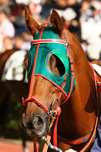 closeup portrait of the face of a young racing horse