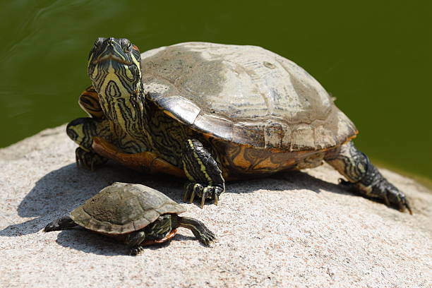 tortoises - desert tortoise foto e immagini stock