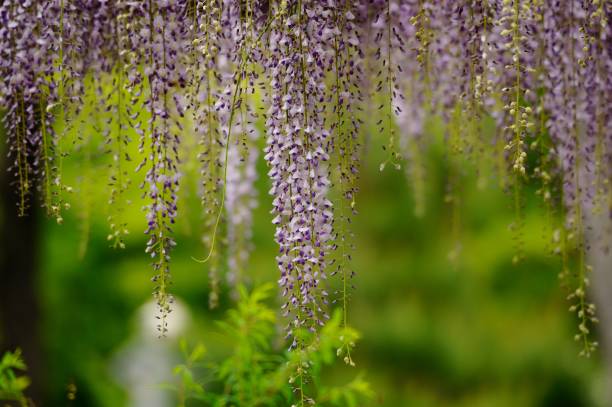 istock Wisteria Flower 923553100