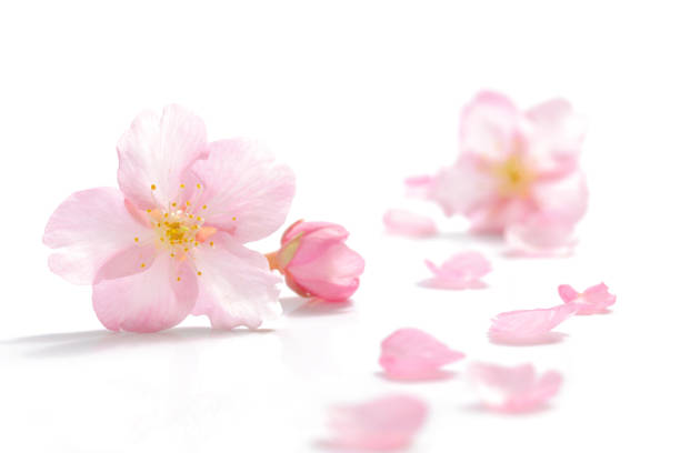 istock Japanese cherry blossom and petals on white background 923553518
