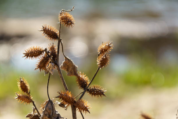 lampourde weed pland californie - cocklebur photos et images de collection