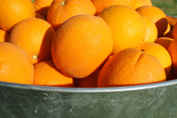 istock Oranges in Galvanized Metal Tub 923553538
