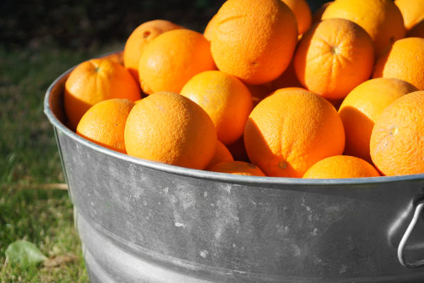 istock Oranges in Galvanized Metal Tub 923553812