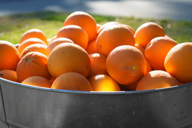 istock Oranges in Galvanized Metal Tub 923553952