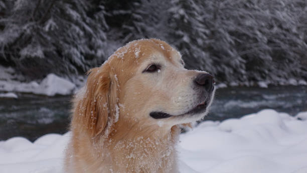 istock dog in front of snowy river 923554016