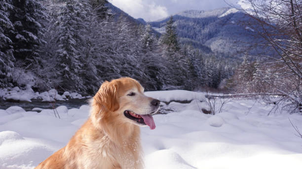 istock dog in front of river clear 923554020