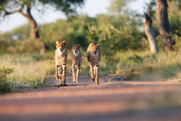 Three Amigos Three young Cheetahs. Taken in Kruger, South Africa three animals photos stock pictures, royalty-free photos & images