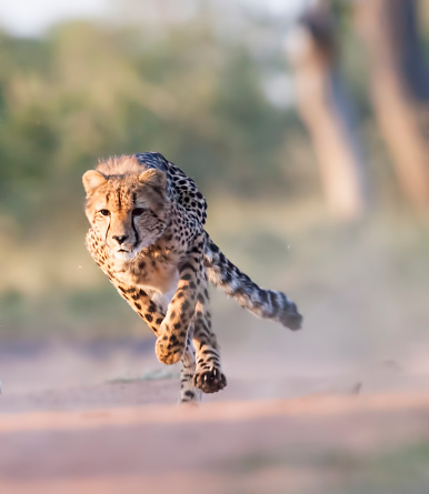 A young Cheetah in full stride. Taken in Kruger, South Africa