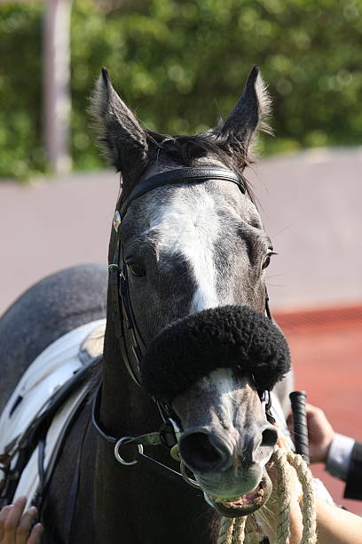 말 세로는 - horse white horse animal head horse racing 뉴스 사진 이미지