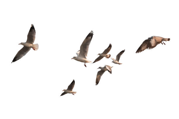 istock Flock of birds flying isolated on white background. 923565240