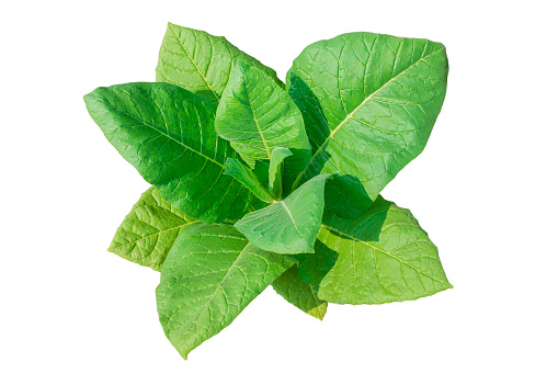 Dicut tobacco plant on white background with clipping path,agricultural industry concept.