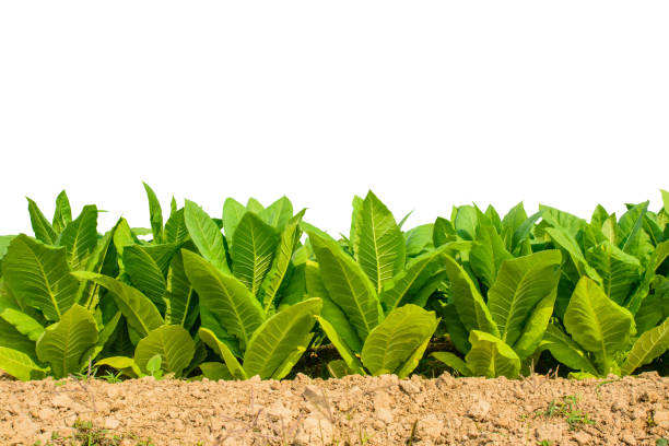 Green tobacco field on white background with clipping path. Green tobacco field on white background with clipping path.Tobacco plantation for  Agricultural industry. taro leaf stock pictures, royalty-free photos & images