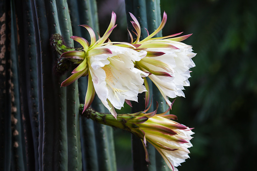 San Pedro cactus flower with white petals sprouting from the green stem