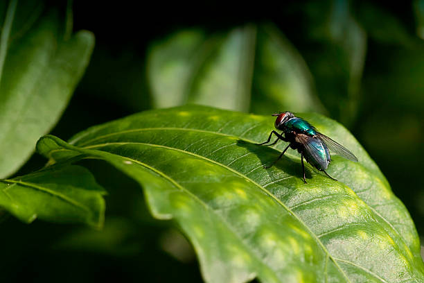 monster fly stock photo