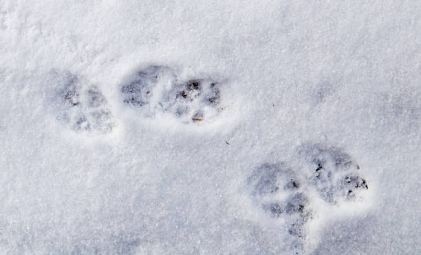 istock Dog footprints in the snow as a background 923574152