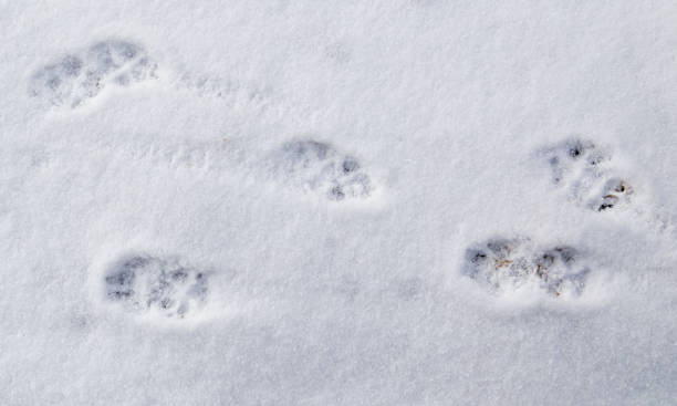 istock Dog footprints in the snow as a background 923574162