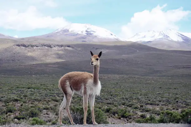 A Vicuna in the Arequipa region on the way to the Colca Canyon in Peru
