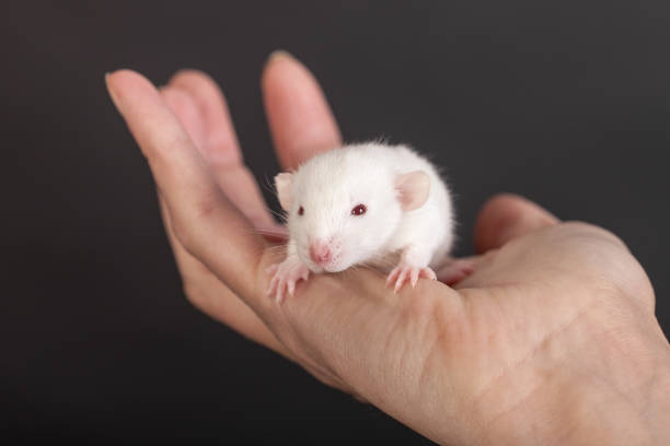 istock white baby rat in the palm 923574714