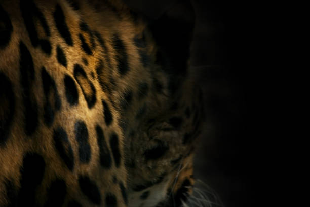 natural background from darkness leopard spots - anger feline animal black imagens e fotografias de stock