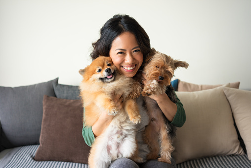 Closeup portrait of smiling young attractive woman looking at camera, sitting on sofa and holding Yorkshire terrier and Pomeranian spitz at home. Pets concept. Front view.