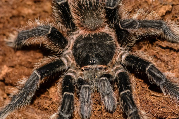 istock grammastola pulchripes in a box 923578700