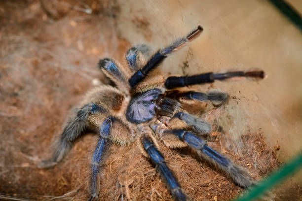istock grammastola pulchripes in a box 923578720