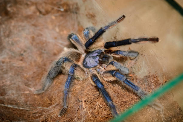 istock grammastola pulchripes in a box 923578722