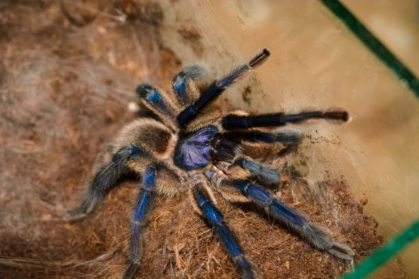 istock grammastola pulchripes in a box 923578782