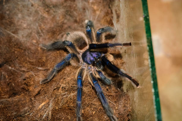 istock grammastola pulchripes in a box 923578786