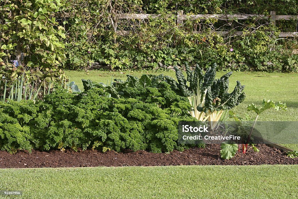 Ogród warzywny - Zbiór zdjęć royalty-free (Bez ludzi)