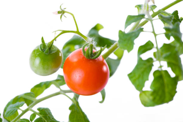 istock cherry tomatoes branch close-up on white background 923581794