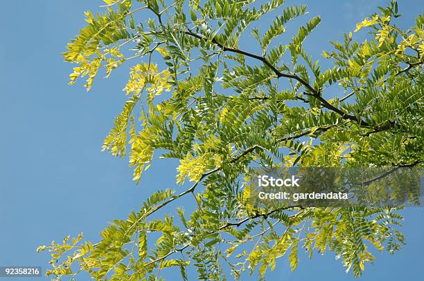 Gleditsia Triacanthos Sunburst The Honey Locust Tree Stock Photo - Download Image Now