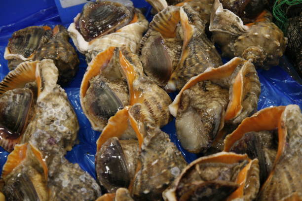 istock live conch in Seafood Market 923582246