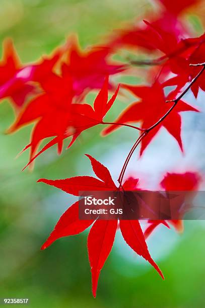 Japanische Ahorn Blätter Stockfoto und mehr Bilder von Ahorn - Ahorn, Ast - Pflanzenbestandteil, Baum